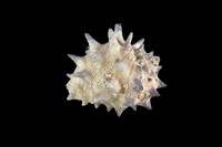 藏品(黃齒岩螺)的圖片